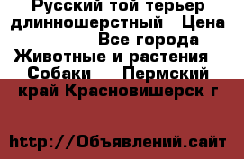 Русский той-терьер длинношерстный › Цена ­ 7 000 - Все города Животные и растения » Собаки   . Пермский край,Красновишерск г.